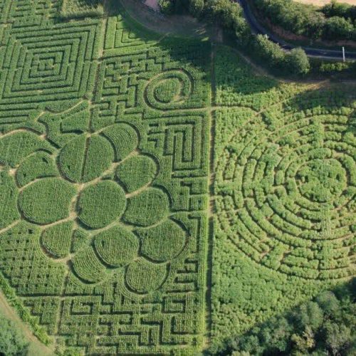 un-labyrinthe-vegetal-entre-vignes-et-raisin-1503158211